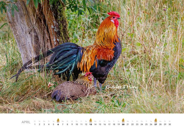 Produktbild Hühner Kalender 2025 (Harter Einband, Deutsch)
