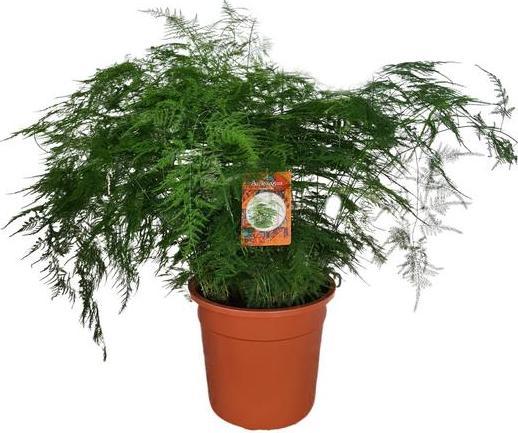 Produktbild Plantlovers Asparagus Setaceus Bush (Zierspargel) (75 cm, Frisch umgetopft)