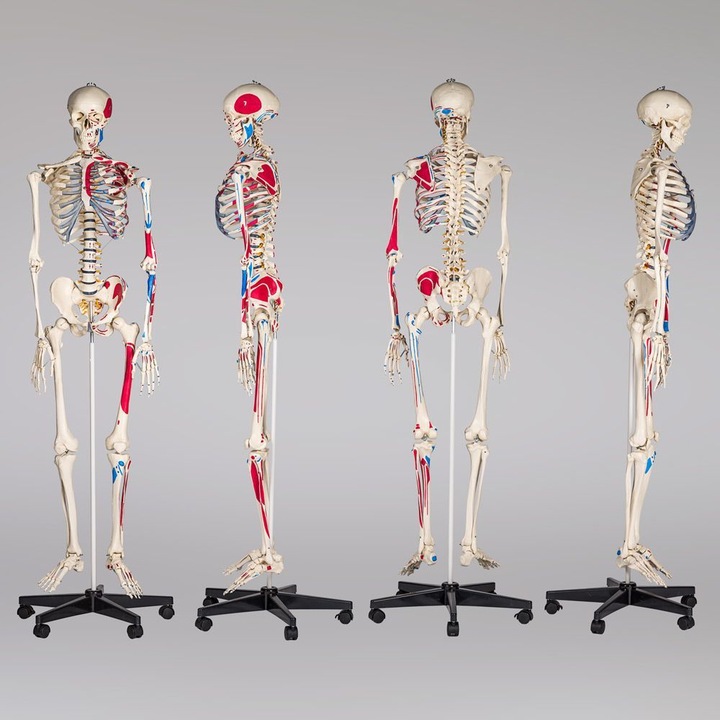 Immagine prodotto tectake Anatomia scheletrica