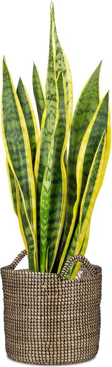 Produktbild Scheurich Seagrass 32, Korbgefäss/Korb-Pflanzgefäss/Korbtopf mit Griffen aus Seagrass Farbe: Black, 32 (32 cm)
