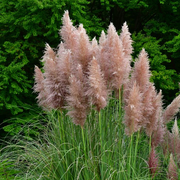 Immagine prodotto Plant in a Box Cortaderia selloana - Set di erba della pampa (40 cm)