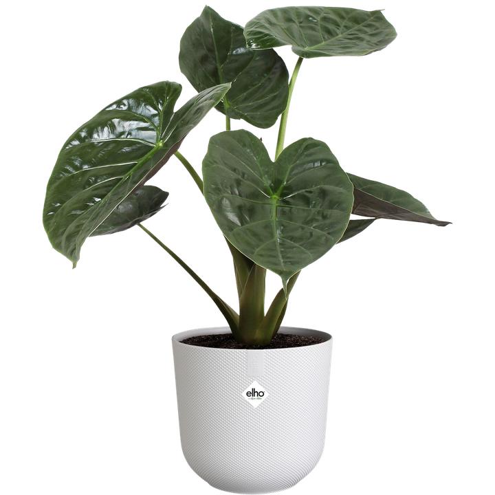 Produktbild Elho Jazz Rund