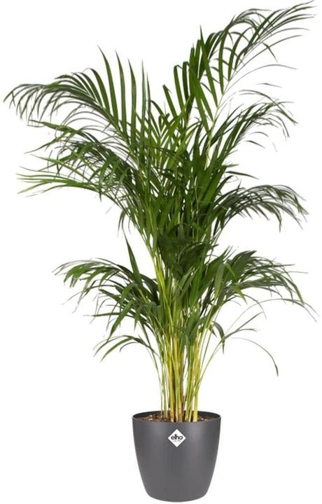 Actual product image Elho Brussels (20 x 19 cm)