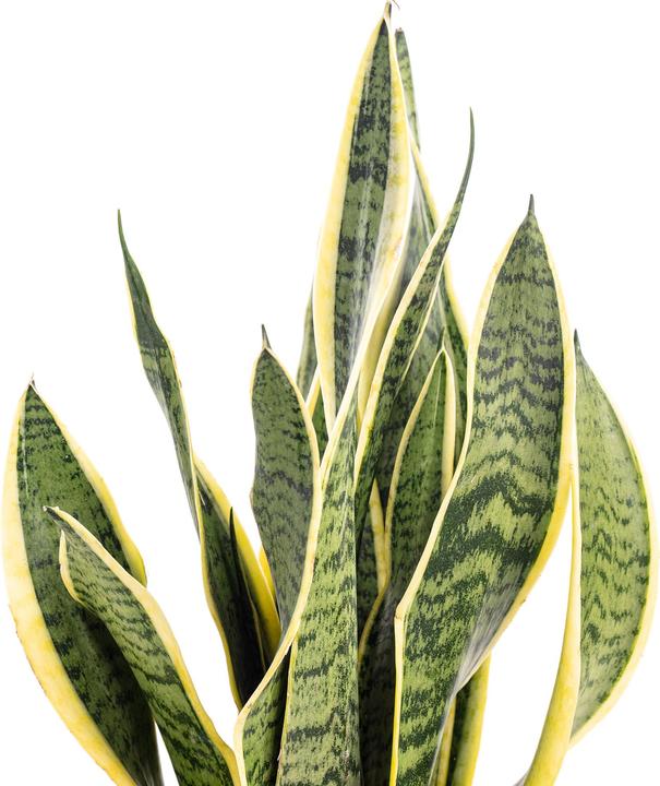 Produktbild Flowerbox Bogenhanf - Sansevieria trifasciata Laurentii (45 cm)