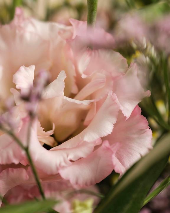 Image du produit feey Lumière du matin Deluxe (Fleurs coupées, 20x)