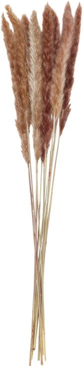Produktbild micasa Pampasgras (65 cm)