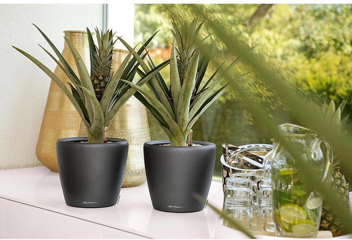 Image du produit Lechuza Classico (22 x 20 cm)