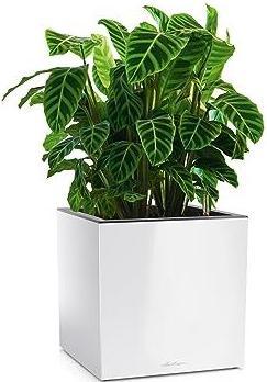 Productafbeelding Lechuza CANTO Premium 40 laag wit hoogglans (40 x 40 x 40 cm)