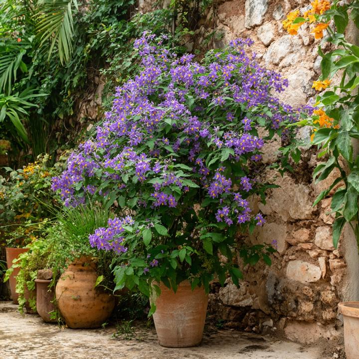 Produktbild Plant in a Box Lycianthes rantonnetii - 6er-Set Nachtschatten (25 cm)