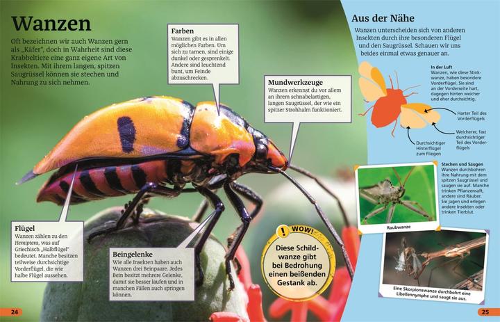 Produktbild Superchecker! Insekten (Deutsch, Andrea Mills, Brigitte Rüssmann, Wolfgang Beuchelt, 2022)