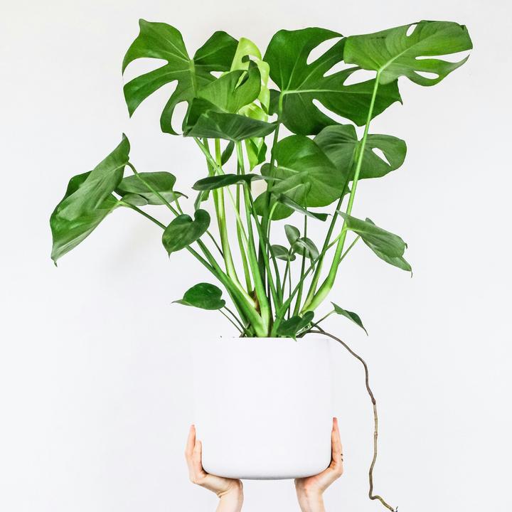 Produktbild Plant in a Box Monstera Deliciosa - Fensterblatt (80 cm)