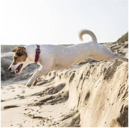 Image du produit Julius-K9 Collier de chien caoutchouté Rouge M (M, Chien)