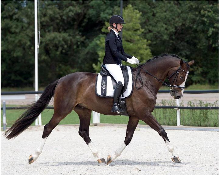 Actual product image Qhp Tournament jacket Novèn (36)