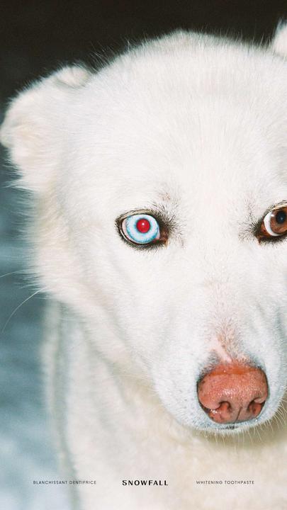 Produktbild Selahatin Whitening Toothpaste SNOWFALL (65 ml)