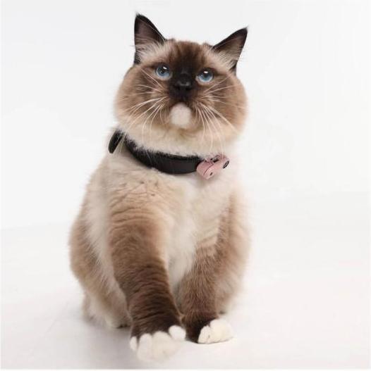 Image du produit Tickless Mini chat (Chat)