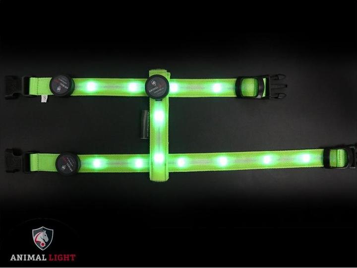 Actual product image Animal Light Glow (M, Dog, General)
