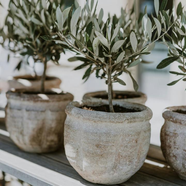 Actual product image Plant in a Box Olea Europaea - Set of 2 olive trees (25 cm)