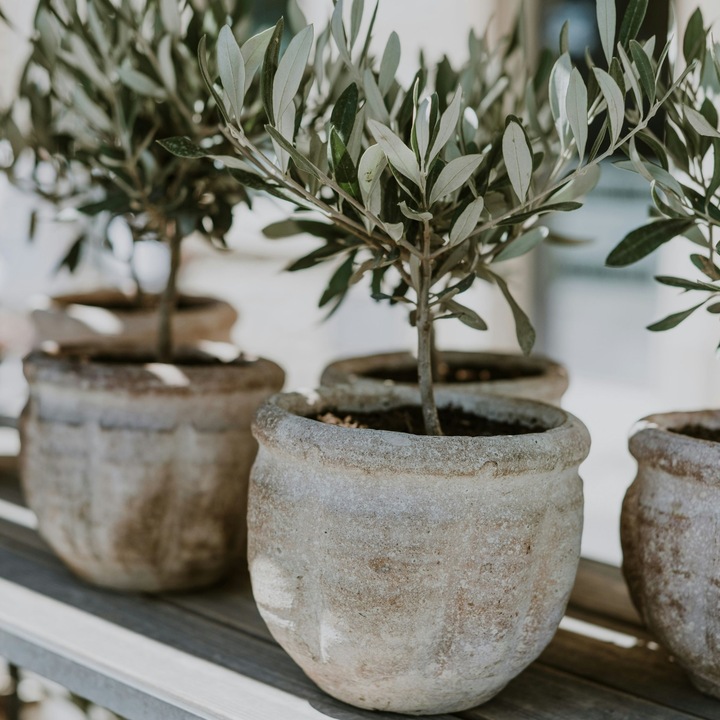 Produktbild Plant in a Box Olea Europaea - 2er Set Olivenbäume (25 cm)