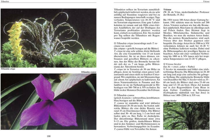 Produktbild Bromelien, Orchideen und Farne im Tropenterrarium (Deutsch, Wolfgang Schwarz)