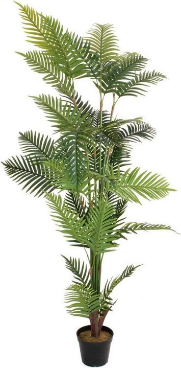 Immagine prodotto Europalms Palma Areca (180 cm)