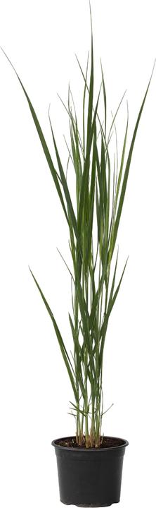 Produktbild Plant in a Box Panicum virgatum 'Northwind' - Schmiele (40 cm)