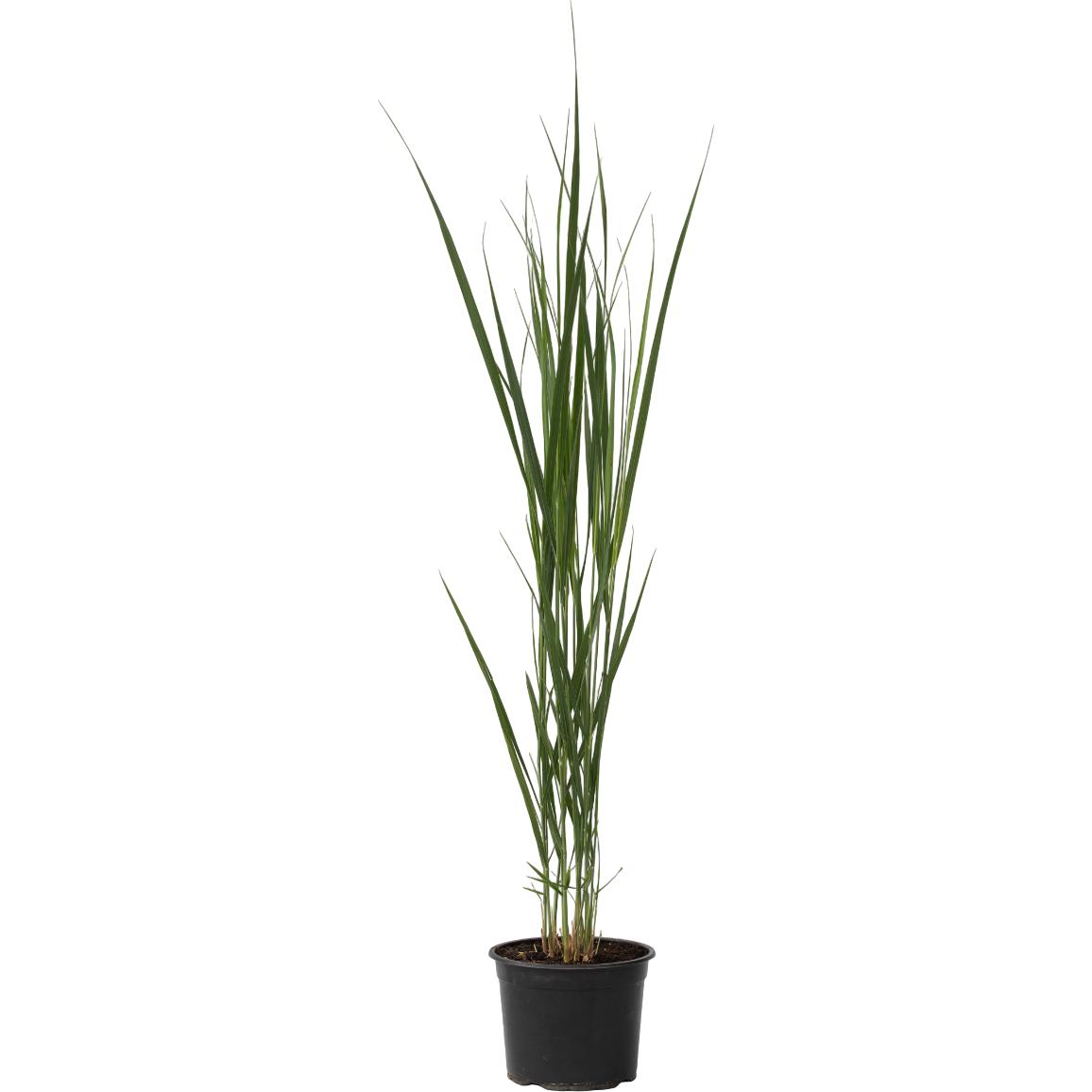 Plant in a Box, Pflanzen, Panicum virgatum 'Northwind' - Schmiele (40 cm)