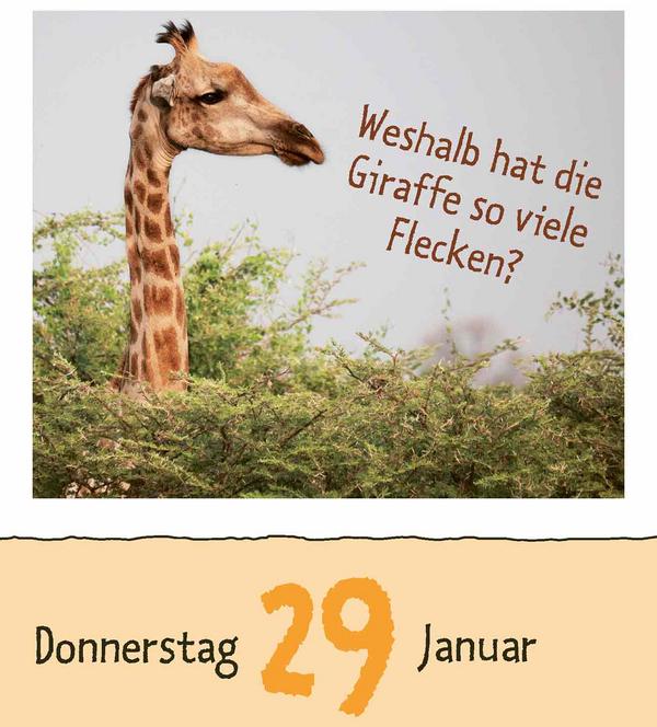 Produktbild Wie faul ist das Faultier? 2026 (12 x 16 cm)