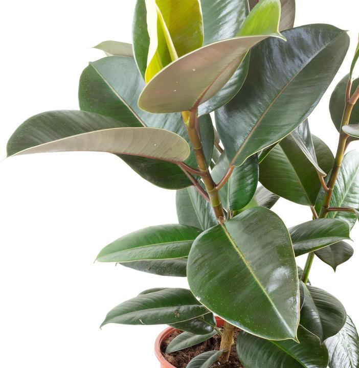 Actual product image Flowerbox Rubber tree - Ficus elastica Robusta (70 cm)