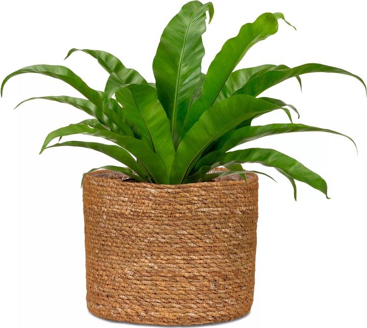 Produktbild Scheurich Seagrass 26, Korbgefäss/Korb-Pflanzgefäss/Korbtopf aus Seagrass Farbe: Nut, 26 cm Durchmesse (26 cm)