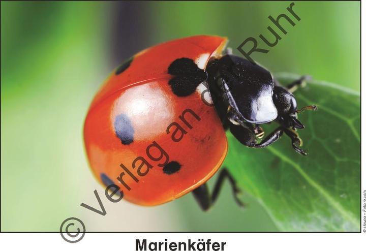 Produktbild Feld- und Wiesentiere (Deutsch, Heike Jung, 2008)