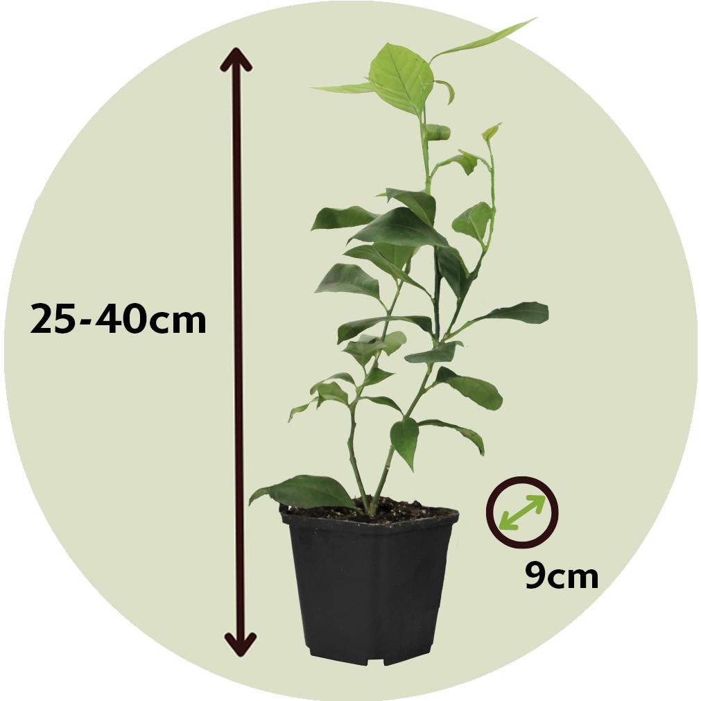 Thumbnail - Plant in a Box, Pflanzen, Citrus aurantifolia Limoen - 3er Set Zitronenbäume (25 cm)
