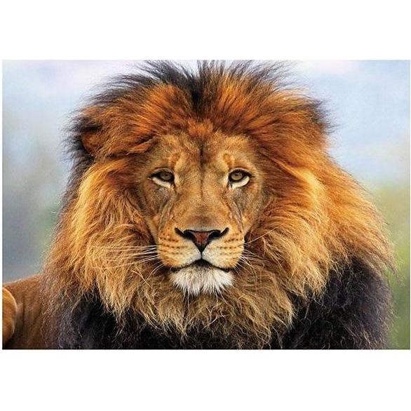 Norimpex 5D-Diamantmosaik - Löwe 40x30cm