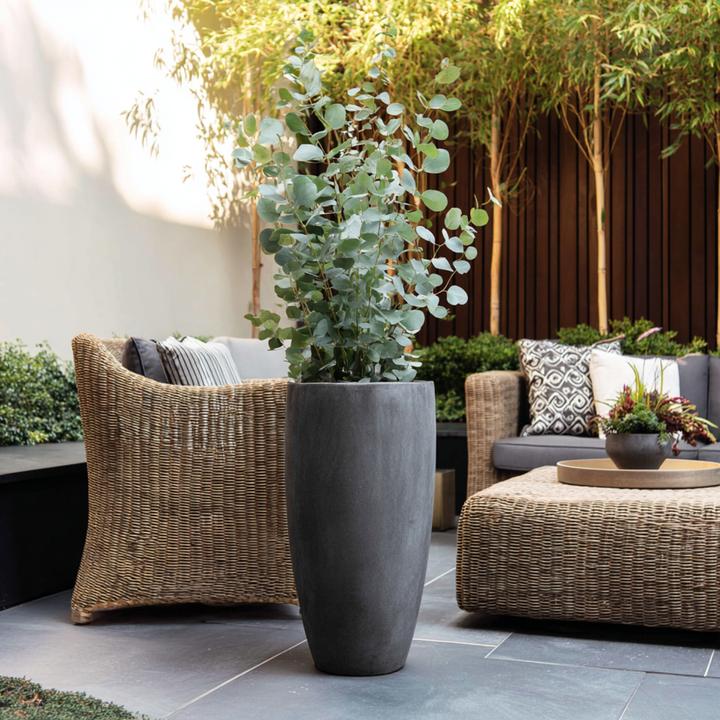 Produktbild Plant in a Box Eucalyptus cinerea 'Silver Dollar' (110 cm)