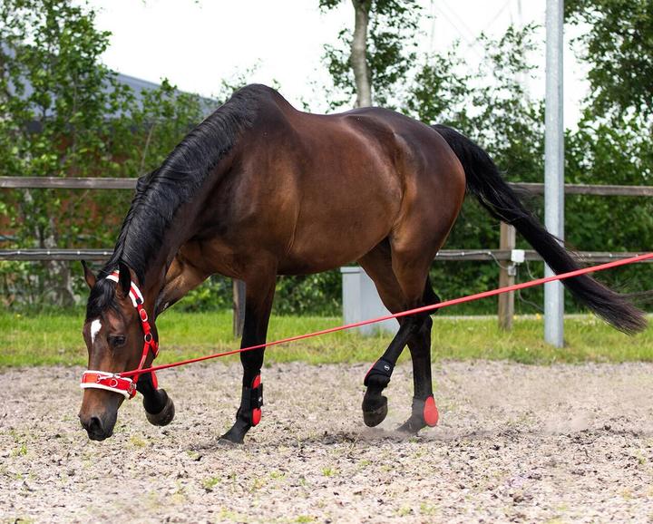 Actual product image Qhp Lunge line