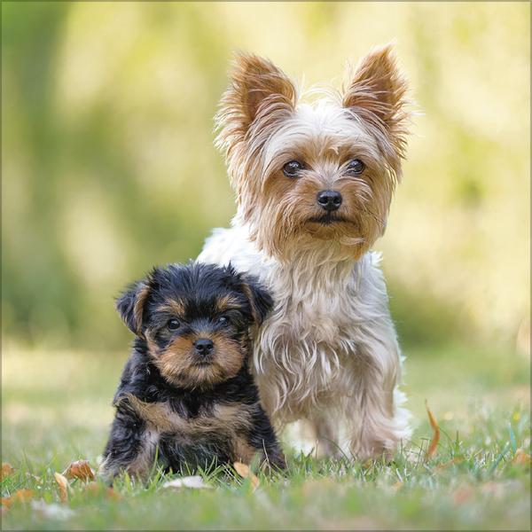 Produktbild Dogs 2026 (30 x 30 cm)