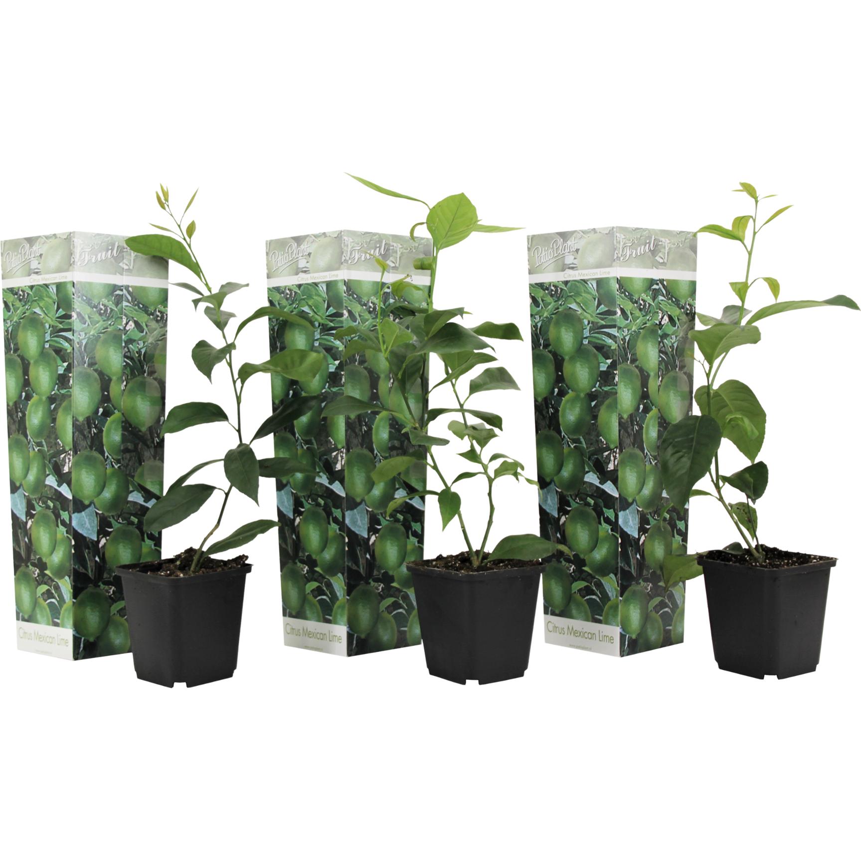 Plant in a Box, Pflanzen, Citrus aurantifolia Limoen - 3er Set Zitronenbäume (25 cm)