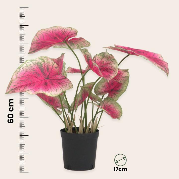 Immagine prodotto Plant in a Box Caladium - (60 cm)