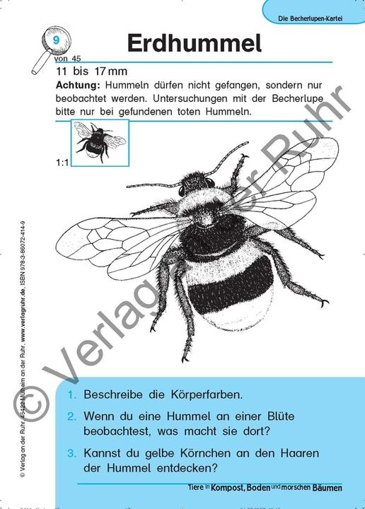 Produktbild Tiere in Kompost, Boden und morschen Bäumen (Deutsch, Heinrich Köster, Jürgen Dittmann, 1999)