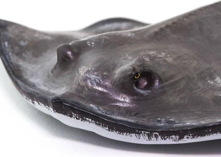 Actual product image Safari Stingray