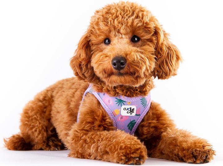 Produktbild Curli Geschirr Vest Air-Mesh XS, Lavendel-Flamingo, SE 2023 (XS, Hund)