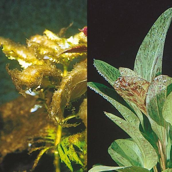 Produktbild JBL Aquaristik und Terraristik Algol (Aquarium Reinigung)