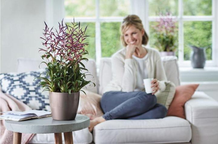 Produktbild Elho Brussels (20 x 19 cm)