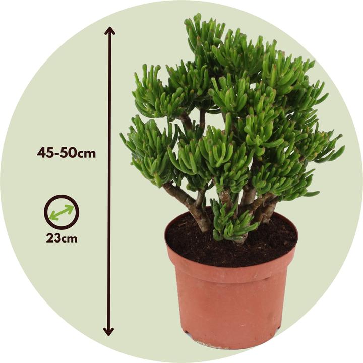 Produktbild Plant in a Box Crassula ovata Hobbit - Jadepflanze (45 cm)