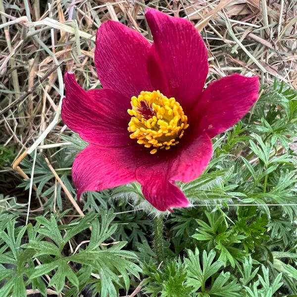 Actual product image Säntispracht Set of 3, The protected pasque flower - Pulsatilla vulgaris Red Shades