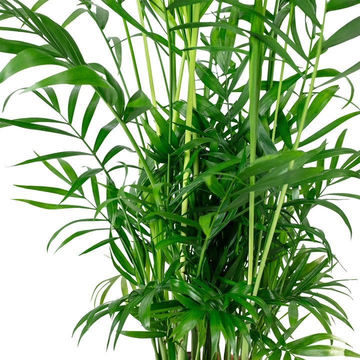 Actual product image Flowerbox Mountain palm - Chamaedorea elegans (55 cm)