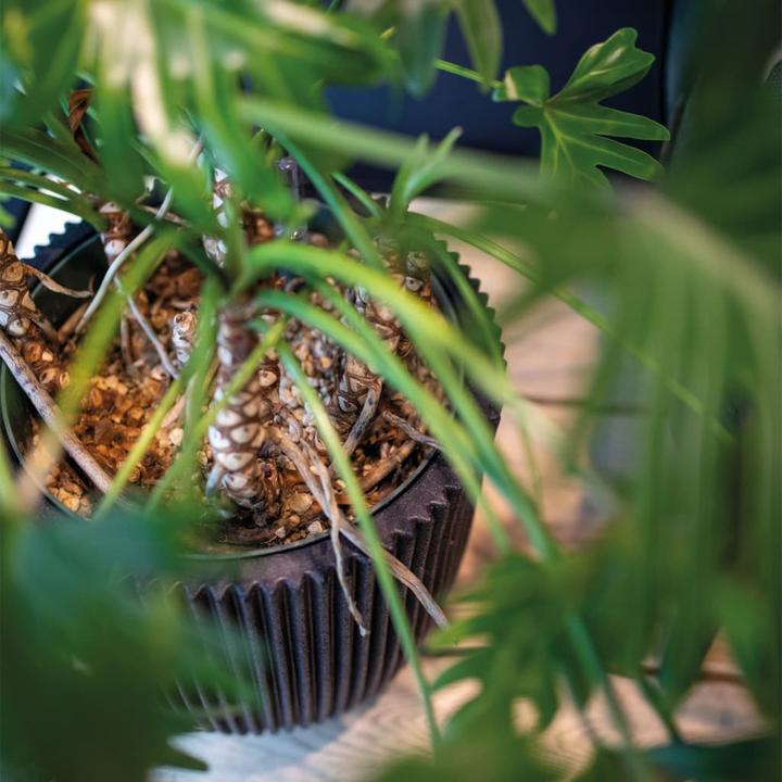 Produktbild Capi Morgan (43 x 41 cm)