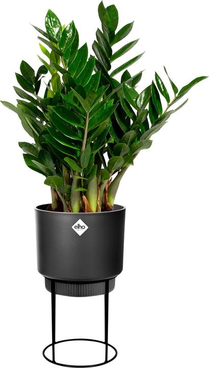 Immagine prodotto Elho B. per lo studio (22 cm)