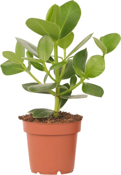 Produktbild Plant in a Box Clusia rosea 'Princess' - Balsamapfel (25 cm)