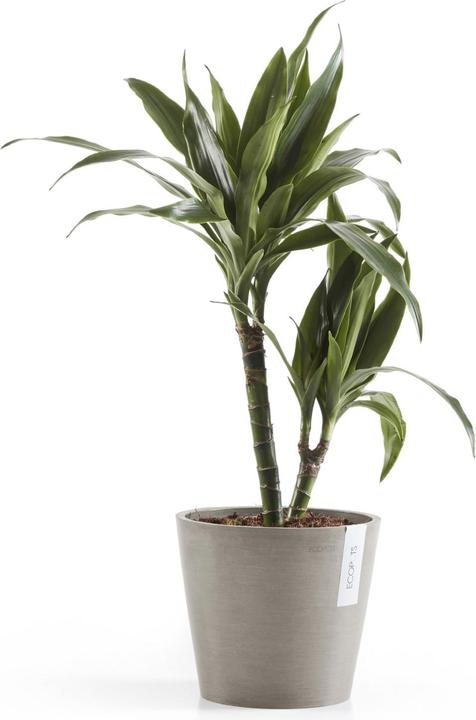 Image du produit Ecopots Amsterdam (20 cm)