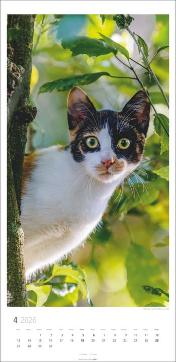 Produktbild Katzen Kalender 2026 (33 x 68 cm)